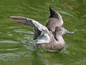 Freckled Duck female RWD3