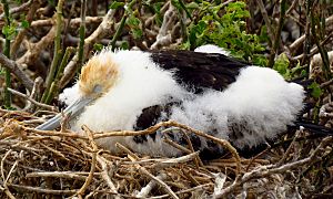 Great Frigatebird, chick