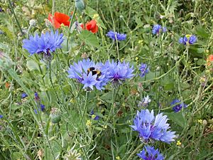 Gunnersbury Triangle Wildflower Meadow with Bumblebee