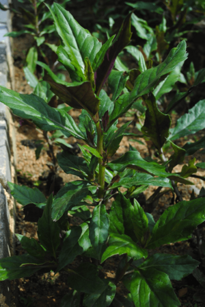 Gynura bicolor vegetable (hongfeng cai 紅鳳菜).png