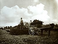 Harvesting the peat