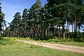 High Wrong Corner, Thetford Forest - geograph.org.uk - 514451