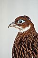 Himalayan Monal Osaka