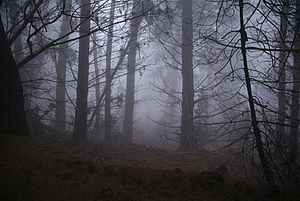 Humidity in Polipoli State Park