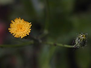 Hypochaeris brasiliensis flower.JPG