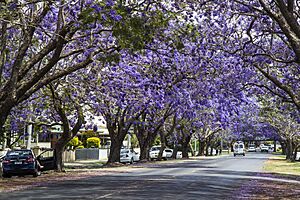 Jacaranda are mostly Purple-03 (22698486926)