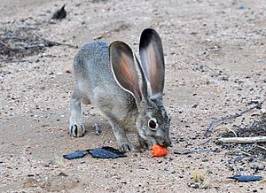 Juvenile Black-tailed Jackrabbit Eating