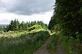 Knapdale forest track