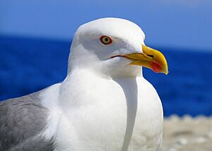 Larus portrait