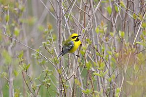 Lawrance's Warbler