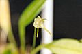 Masdevalliaventricosa2