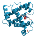 Myoglobin