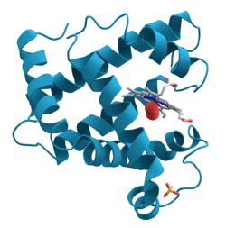 Myoglobin