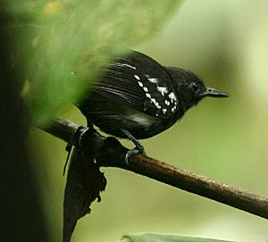 Myrmotherula axillaris -NW Ecuador-4.jpg