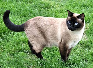 Neighbours Siamese