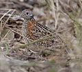 Paainted Buttonquail kobble08