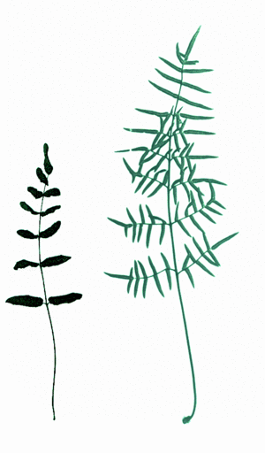 Pellaea atropurpurea-forms.gif