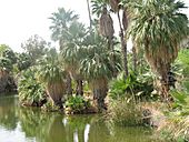 Phoenixzoopalms