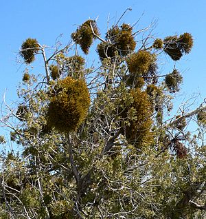 Phoradendron juniperinum 1