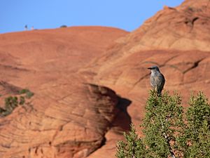 Pinyon Jay in habitat