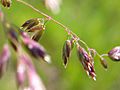 Poa pratensis detail