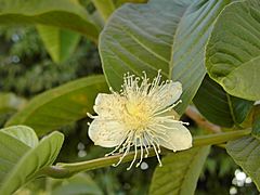 Psidium guajava.jpg