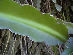 Starr 030702-0010 Hylocereus undatus