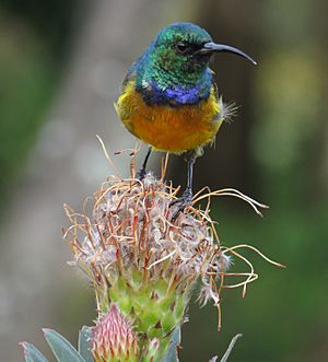 SunBird capetown.jpg