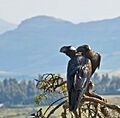 Thick-billed Raven Courtship, Simien Mountains, Ethiopia (2457853617)
