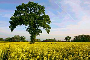 Tree in rape field Collonge-Bellerive