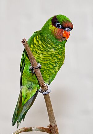 Trichoglossus johnstoniae -London Zoo, England-8a.jpg