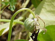 Tropaeolum majus0