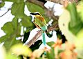 Turquoise-browed Motmot 2495425451