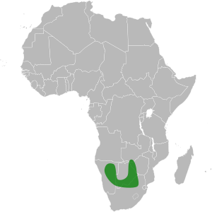 Tylosema esculentum distribution.svg