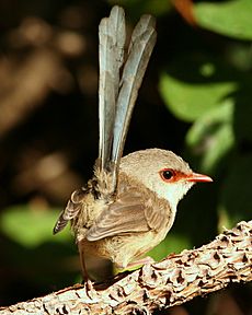 Variegated Fairy-wren female