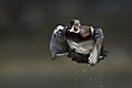 Wood duck lift off