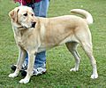 YellowLabradorLooking