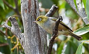 Zosterops lateralis -Tasmania-8