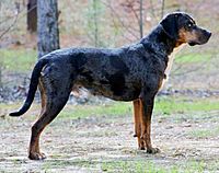 1. Catahoula Leopard Dog, Buck