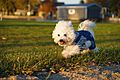 16yearoldbichonfrise