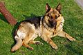 20110425 German Shepherd Dog 8505