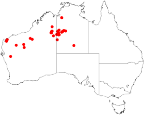 Acacia pachycarpaDistMap667.png