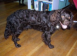 American Water Spaniel 3