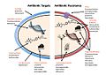 Antibiotic resistance mechanisms