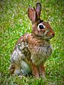 Appalachian cottontail (Sylvilagus obscurus)