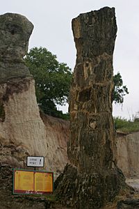 Arbol fósil Hacinas Burgos