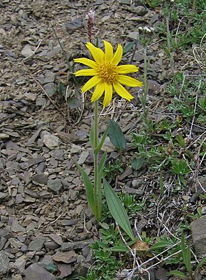 Arnica angustifolia.jpg