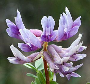 Astragalus bibullatus Kaldari 03 (cropped)