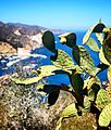 Avalon harbor with cactus