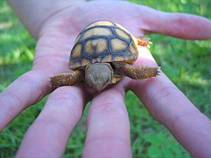 Baby Gopher Tortoise